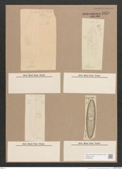 Navicula sp. (de-Toni-Nr.: Genus 1) Zeichnungen Sammlung Grunow Nr. 1630 (NHMW-BOT-W0368189)